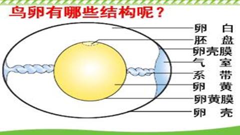 图片鸟卵的结构