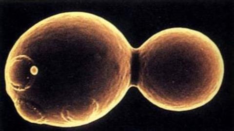 图片酵母菌的出芽生殖