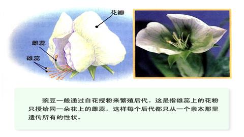 图片豌豆是自花授粉植物