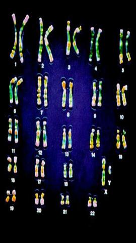 图片男性染色体组型