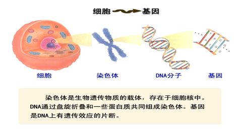 图片细胞－染色体－基因
