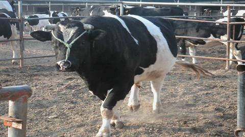 图片转基因试管牛