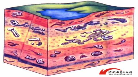 图片不同地层化石模式图