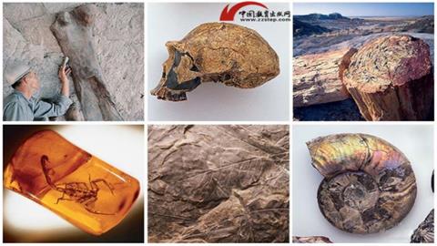 图片几种化石