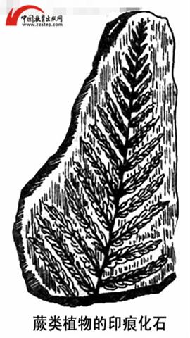 图片蕨类植物的印痕化石