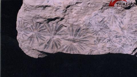 图片轮叶（山西太原）