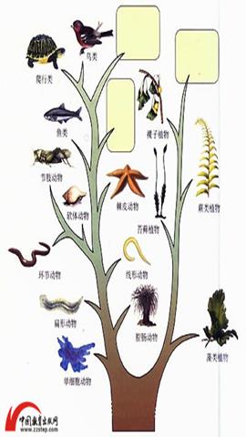 图片生物进化的大致过程