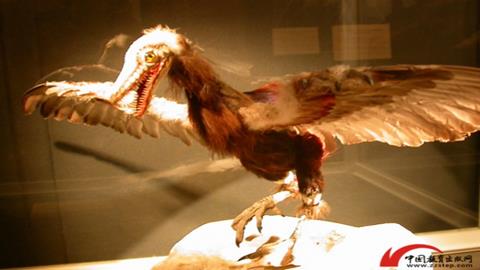 图片始祖鸟模型