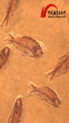 图片鱼的骨骼化石