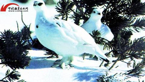 图片冬天的雷鸟