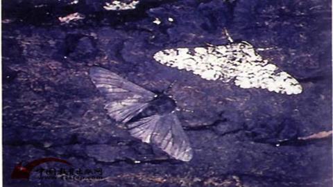 图片黑褐色树干上的华尺蠖