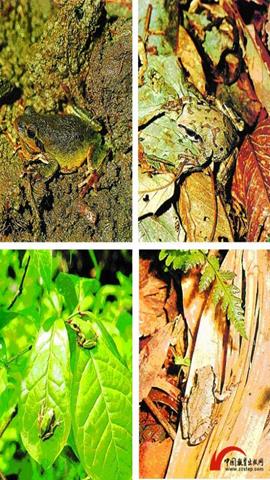 图片几种不同环境里的蛙