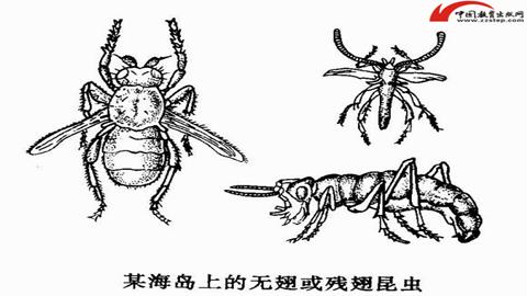 图片某海岛上残翅和无翅的昆虫