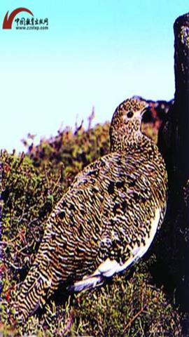 图片夏天的雷鸟
