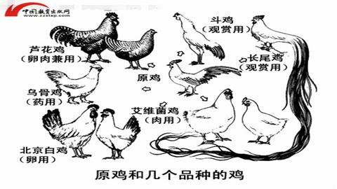 图片原鸡和几个品种的鸡