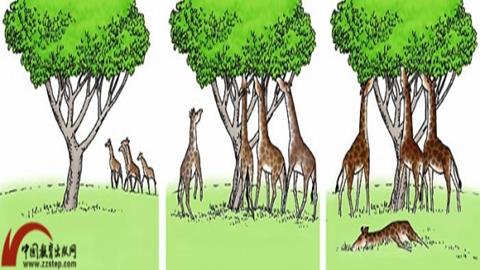 图片长颈鹿的进化示意图