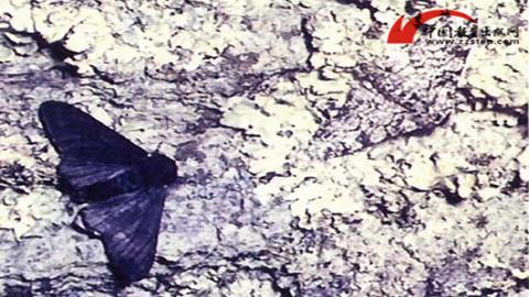 图片长满地衣的树干上的华尺蠖