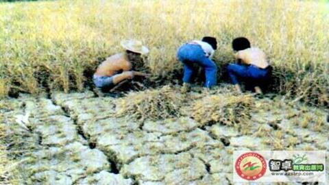 图片干旱使粮食减产