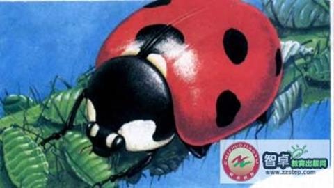 图片七星瓢虫捕食蚜虫