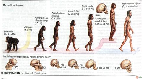 图片人类的进化