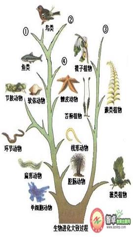 图片生物进化大致过程