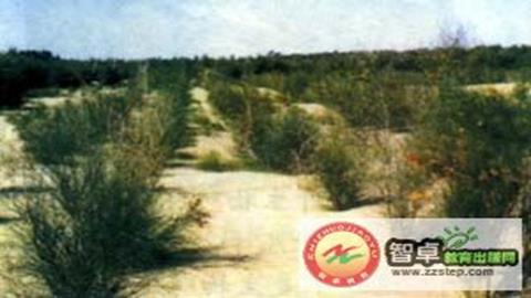 图片在沙地上栽种植物，防风固沙