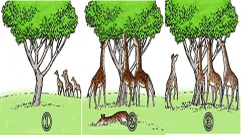 图片长颈鹿的脖子