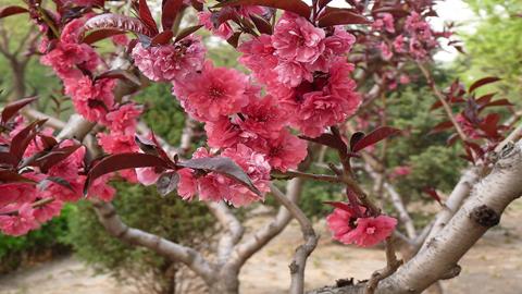 图片桃李满园源自蓓蕾