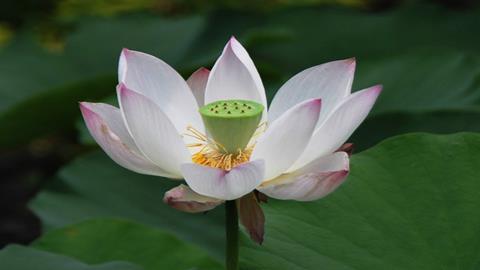 图片荷花变莲蓬