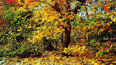 图片金黄的落叶