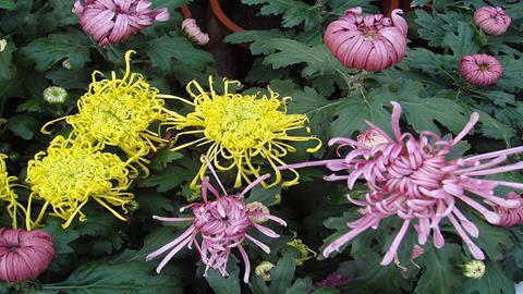 图片烂漫的秋菊