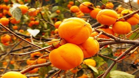 图片熟透了的柿子