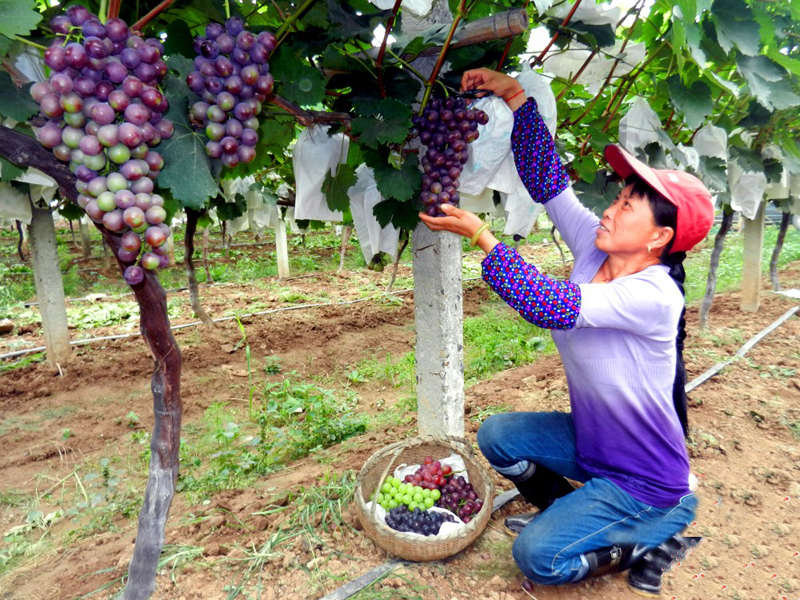 图片葡萄丰收