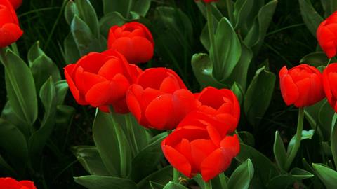 图片百般红紫斗芳菲