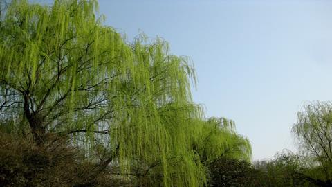 图片不觉春风换柳条