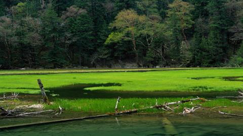 图片春晚水草香