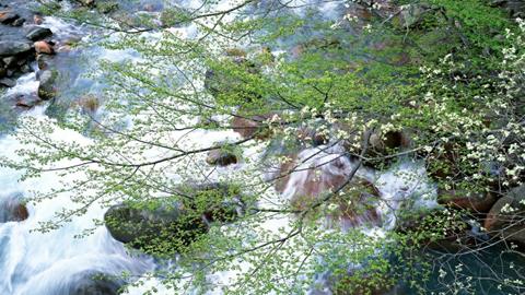 图片春与清溪长