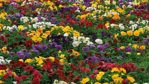 图片万般红紫斗芳菲