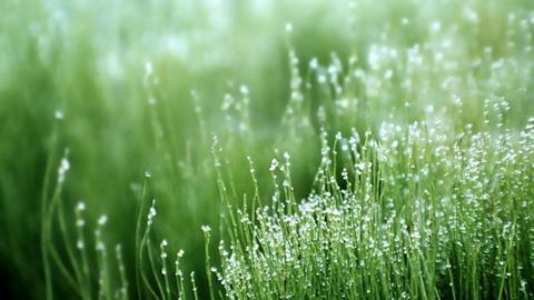 图片春雨后的草地