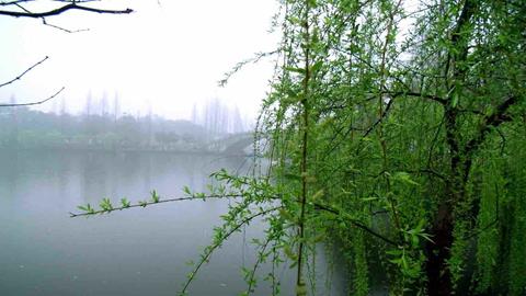 图片春雨蒙蒙下