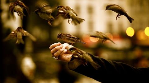 图片飞鸟相与还