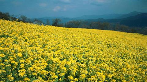 图片春天的美丽