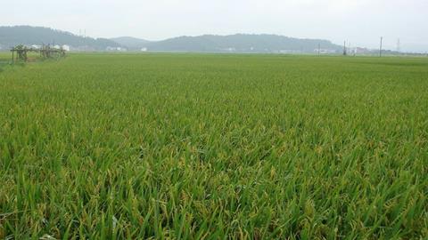 图片春天的秧苗