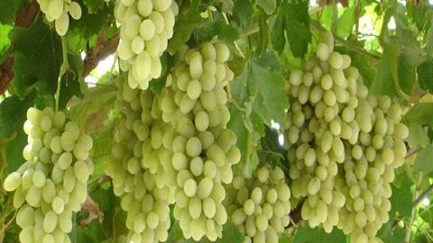 图片新疆的葡萄