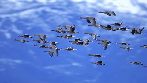 图片被鸟儿点缀的天空