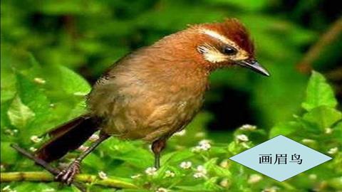 图片画眉鸟