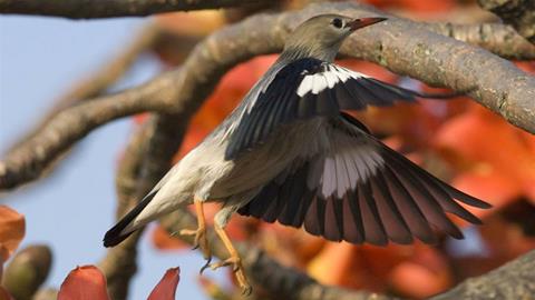 图片家家春鸟鸣