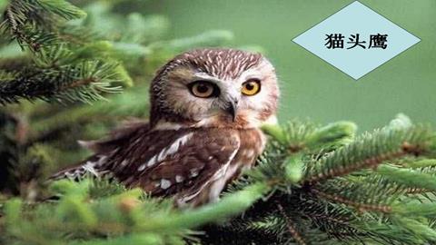 图片猫头鹰