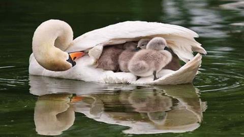 图片天鹅妈妈和宝宝