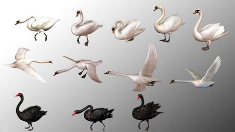 图片天鹅多种的形态